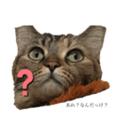 愛猫すたんぷだよ（個別スタンプ：4）