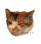 愛猫すたんぷだよ（個別スタンプ：7）