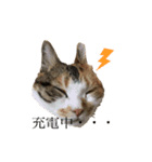愛猫すたんぷだよ（個別スタンプ：8）