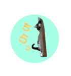 ねこといぬとうさぎ（個別スタンプ：1）