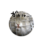 ねこといぬとうさぎ（個別スタンプ：2）