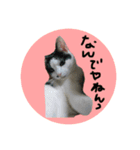 ねこといぬとうさぎ（個別スタンプ：3）