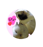 ねこといぬとうさぎ（個別スタンプ：4）