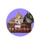 ねこといぬとうさぎ（個別スタンプ：6）