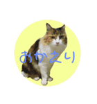 ねこといぬとうさぎ（個別スタンプ：8）