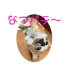 チワワのゆずたん(2)（個別スタンプ：10）
