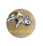 チワワのゆずたん(2)（個別スタンプ：14）