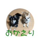 チワワのゆずたん(2)（個別スタンプ：23）