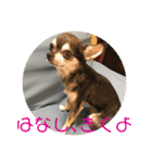 チワワのゆずたん(2)（個別スタンプ：28）