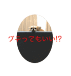 チワワのゆずたん(2)（個別スタンプ：35）