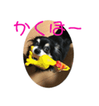チワワのゆずたん(2)（個別スタンプ：37）