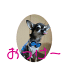 チワワのゆずたん(2)（個別スタンプ：39）