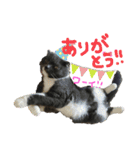 スコティッシュのぶーちゃんの日常（個別スタンプ：1）