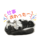 スコティッシュのぶーちゃんの日常（個別スタンプ：8）