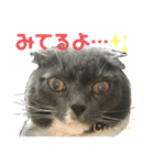 スコティッシュのぶーちゃんの日常（個別スタンプ：9）