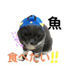 スコティッシュのぶーちゃんの日常（個別スタンプ：10）