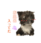 スコティッシュのぶーちゃんの日常（個別スタンプ：15）