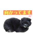 スコティッシュのぶーちゃんの日常（個別スタンプ：16）