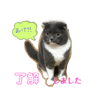 スコティッシュのぶーちゃんの日常（個別スタンプ：20）