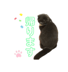 スコティッシュのぶーちゃんの日常（個別スタンプ：24）