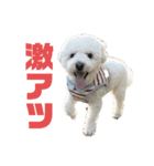 むく＆ぐり（個別スタンプ：1）