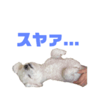 むく＆ぐり（個別スタンプ：4）