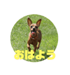 ミニピン ミントとユズの日常スタンプ2（個別スタンプ：1）