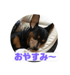 ミニピン ミントとユズの日常スタンプ2（個別スタンプ：2）