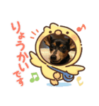 ミニピン ミントとユズの日常スタンプ2（個別スタンプ：11）