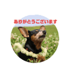ミニピン ミントとユズの日常スタンプ2（個別スタンプ：16）