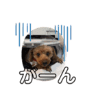 エリー犬（個別スタンプ：1）