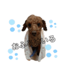 エリー犬（個別スタンプ：5）