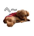 エリー犬（個別スタンプ：25）