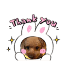 エリー犬（個別スタンプ：33）
