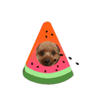 エリー犬（個別スタンプ：35）