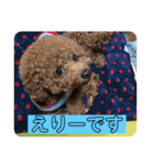 エリー犬（個別スタンプ：37）
