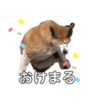 エリー犬（個別スタンプ：38）