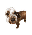 エリー犬（個別スタンプ：40）