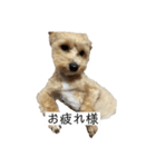 吾郎1匹（個別スタンプ：4）