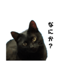 黒猫ちゃん☆（個別スタンプ：3）