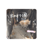 mi-na0319（個別スタンプ：9）