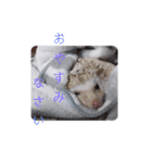 ウチの子はりーつぁん1（個別スタンプ：2）