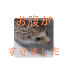 ウチの子はりーつぁん1（個別スタンプ：3）