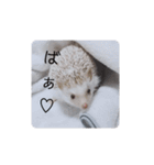 ウチの子はりーつぁん1（個別スタンプ：5）
