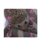 ウチの子はりーつぁん1（個別スタンプ：7）