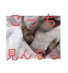 ウチの子はりーつぁん1（個別スタンプ：8）