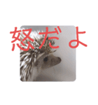 ウチの子はりーつぁん1（個別スタンプ：9）
