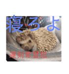 ウチの子はりーつぁん1（個別スタンプ：10）