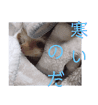 ウチの子はりーつぁん1（個別スタンプ：11）