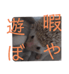 ウチの子はりーつぁん1（個別スタンプ：15）